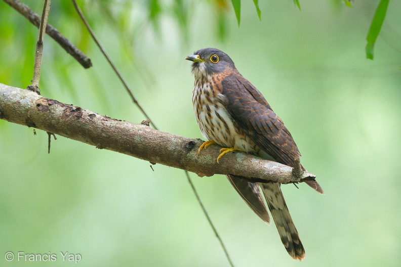 Hodgsons_Hawk-Cuckoo-111127-109EOS7D-IMG_9037-W.jpg