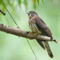 Hodgsons_Hawk-Cuckoo-111127-109EOS7D-IMG_9037-W.jpg