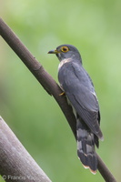 Hodgson's Hawk-Cuckoo-131114-111EOS1D-FY1X5266-W.jpg