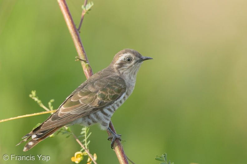 Horsfields_Bronze_Cuckoo-150603-121EOS1D-FY1X2787-W.jpg