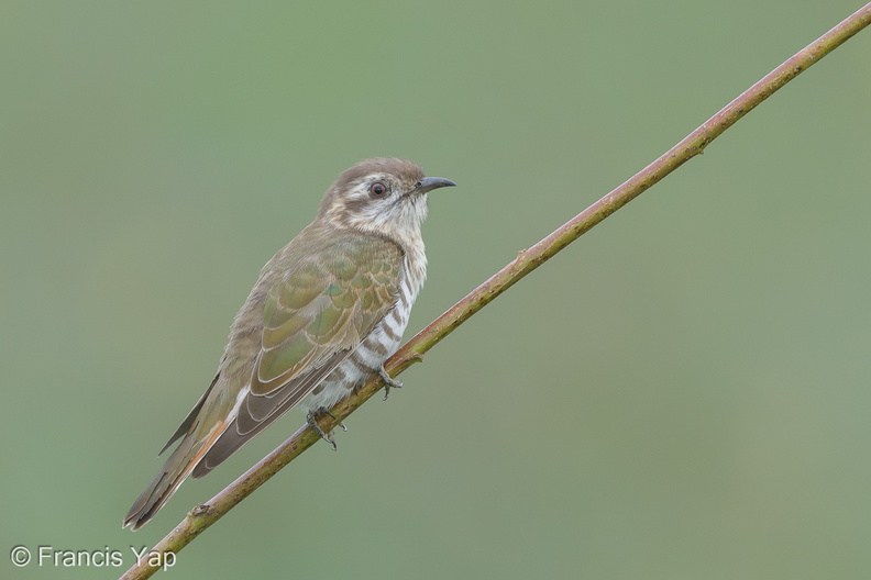 Horsfields_Bronze_Cuckoo-150608-121EOS1D-FY1X5370-W.jpg