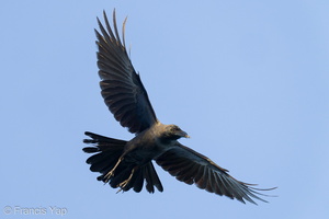 House Crow-220109-135MSDCF-FRY06910-W.jpg