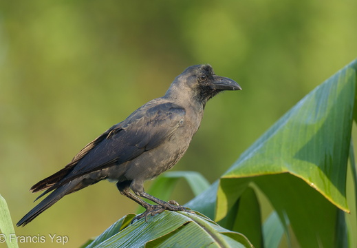 House Crow