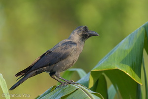 House Crow-220128-137MSDCF-FRY08460-W.jpg