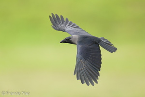 House Crow-220924-155MSDCF-FYP00607-W.jpg