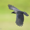 House_Crow-220924-155MSDCF-FYP00607-W.jpg