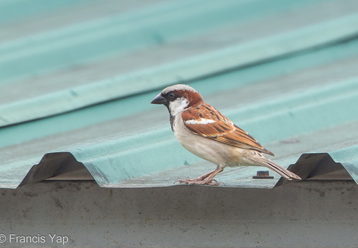 House Sparrow