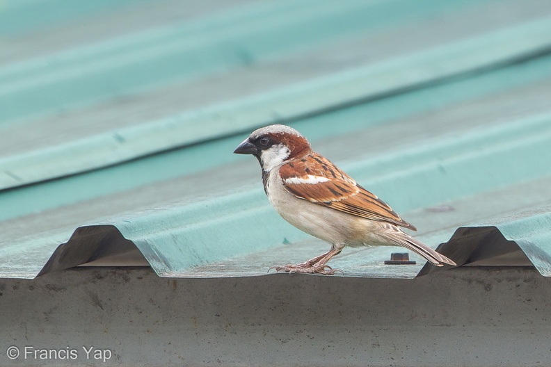 House_Sparrow-120213-108EOS1D-FYAP7926-W.jpg