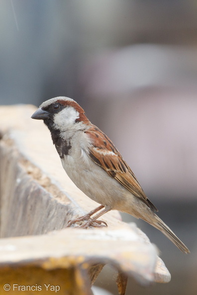 House_Sparrow-120213-108EOS1D-FYAP8084-W.jpg