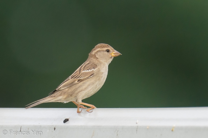 House_Sparrow-191116-103MSDCF-FYP08481-W.jpg