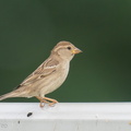 House_Sparrow-191116-103MSDCF-FYP08481-W.jpg