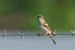 House Sparrow-240726-243MSDCF-FYP09380-W.jpg