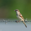 House_Sparrow-240726-243MSDCF-FYP09380-W.jpg