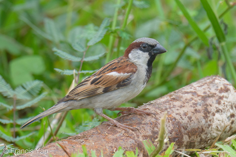 House_Sparrow-251211-143FRYAP-FYA06342-W.jpg