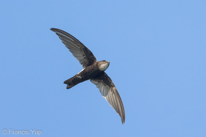 House Swift-130815-109EOS1D-FY1X7653-W.jpg