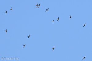 House Swift-190506-117ND500-FYP_1813-W.jpg