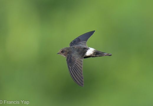 House Swift