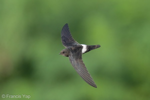 House Swift-211228-134MSDCF-FRY03080-W.jpg