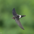House_Swift-211228-134MSDCF-FRY03080-W.jpg