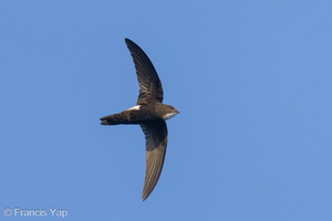 House Swift-240219-215MSDCF-FYP05559-W.jpg