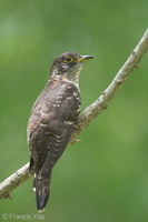 Indian Cuckoo-131006-110EOS1D-FY1X4965-W.jpg