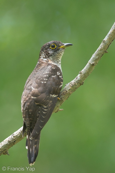 Indian_Cuckoo-131006-110EOS1D-FY1X4965-W.jpg