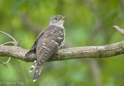 Indian Cuckoo