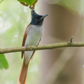 Indian_Paradise_Flycatcher-180325-108ND500-FYP_8228-W.jpg