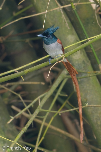 Indian_Paradise_Flycatcher-181126-114ND500-FYP_1481-W.jpg