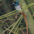 Indian_Paradise_Flycatcher-181126-114ND500-FYP_1481-W.jpg