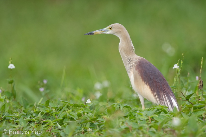 Indian_Pond_Heron-150418-102EOS7D-FY7D2479-W.jpg