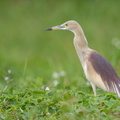 Indian_Pond_Heron-150418-102EOS7D-FY7D2479-W.jpg