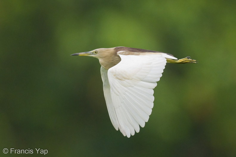 Indian_Pond_Heron-210404-106MSDCF-FRY04179-W.jpg