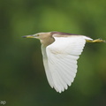 Indian_Pond_Heron-210404-106MSDCF-FRY04179-W.jpg