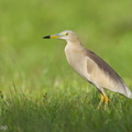 Indian_Pond_Heron-210508-109MSDCF-FRY07709-W.jpg