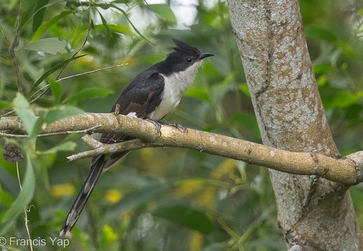 Jacobin Cuckoo