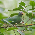 Jambu_Fruit_Dove-111002-105EOS1D-FYAP4083-W.jpg