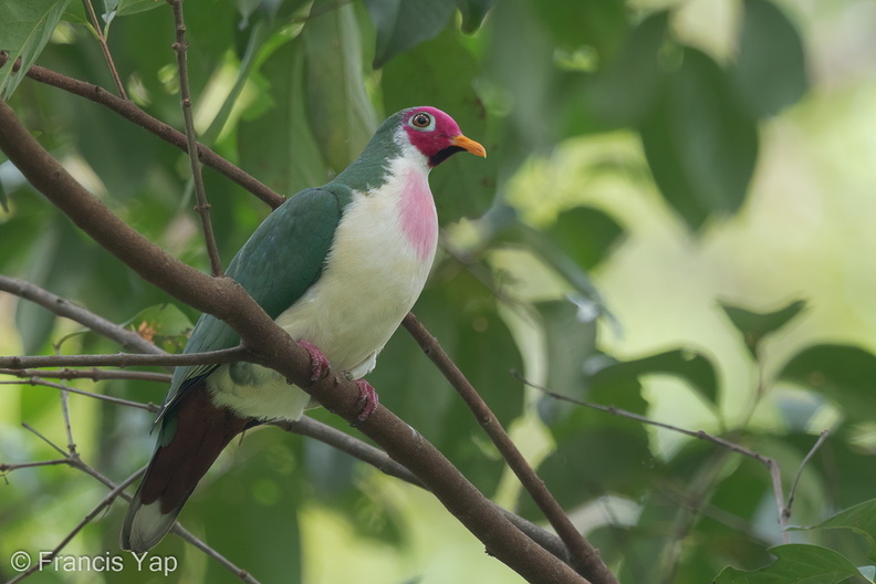 Jambu_Fruit_Dove-150508-102EOS7D-FY7D5236-W.jpg