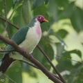 Jambu_Fruit_Dove-150508-102EOS7D-FY7D5236-W.jpg