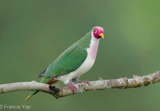 Singapore / Birds / Jambu Fruit Dove - display this album Jambu Fruit Dove