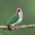 Jambu_Fruit_Dove-250820-120FRYAP-FYA03119-W.jpg