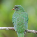 Jambu_Fruit_Dove-250820-120FRYAP-FYA03846-W.jpg