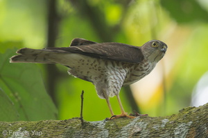 Japanese Sparrowhawk-131024-111EOS1D-FY1X0203-W.jpg