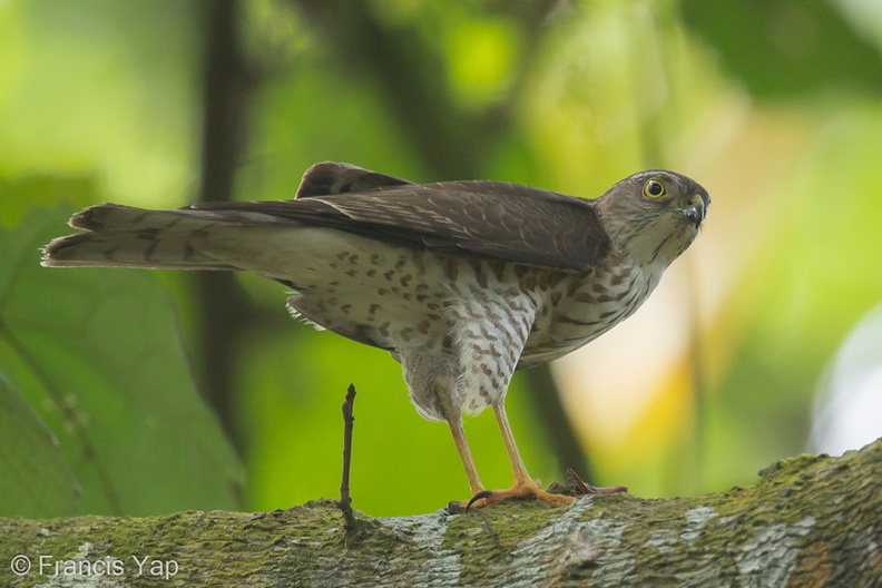 Japanese_Sparrowhawk-131024-111EOS1D-FY1X0203-W.jpg