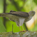 Japanese_Sparrowhawk-131024-111EOS1D-FY1X0203-W.jpg