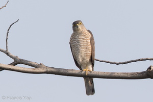 Japanese Sparrowhawk-161031-104EOS7D-FY7D7634-W.jpg