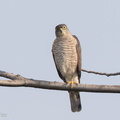 Japanese_Sparrowhawk-161031-104EOS7D-FY7D7634-W.jpg