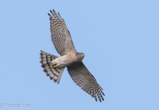 Japanese Sparrowhawk