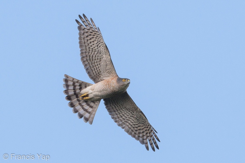 Japanese_Sparrowhawk-180323-108ND500-FYP_6509-W.jpg