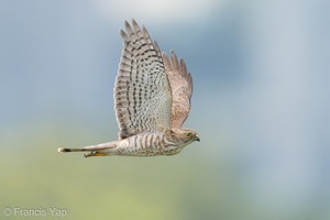 Japanese Sparrowhawk-191019-101MSDCF-FYP03400-W.jpg